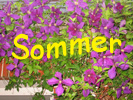 Sommer