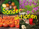 Sonderaktionen